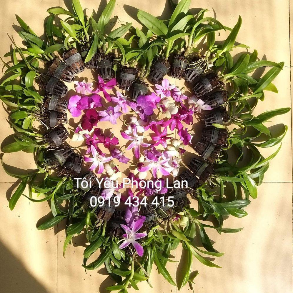 Dendro màu, nắng, mini nhiều màu cây giống. Giá 99k/ 6 chậu.