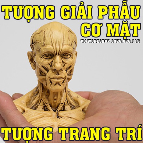 Mô hình anatomy - Tượng giải phẫu cơ mặt - Tượng trang trí - Tượng học Kiến trúc-mỹ thuật, học y .d.ư.ợ.c., nghiên cứu sinh.