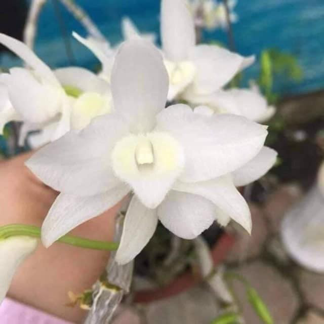 Hoa lan Trầm trắng giống hoa thơm