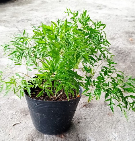Cây đinh lăng lá nhỏ, Cây Nam dương sâm, cây gỏi cá - Giao hỏa tốc 3h