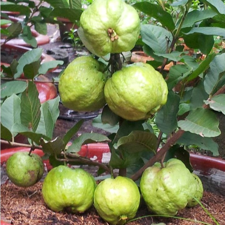 CÂY GIỐNG ỔI NỮ HOÀNG CHUẨN F1 QUẢ TO ĂN NGON DỄ TRỒNG - CÂY ỔI NỮ HOÀNG GIỐNG - CÂY THẬT NHƯ ẢNH 2