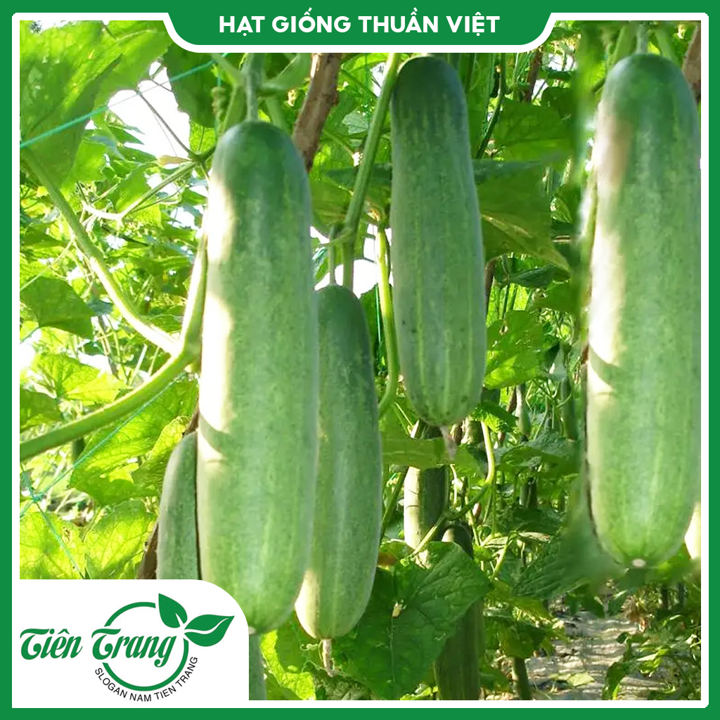 Hạt giống dưa leo tn - 15
