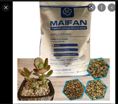 Đá Masato giữ màu Sen đá siêu đẹp 1kg (cân rời) có các cỡ