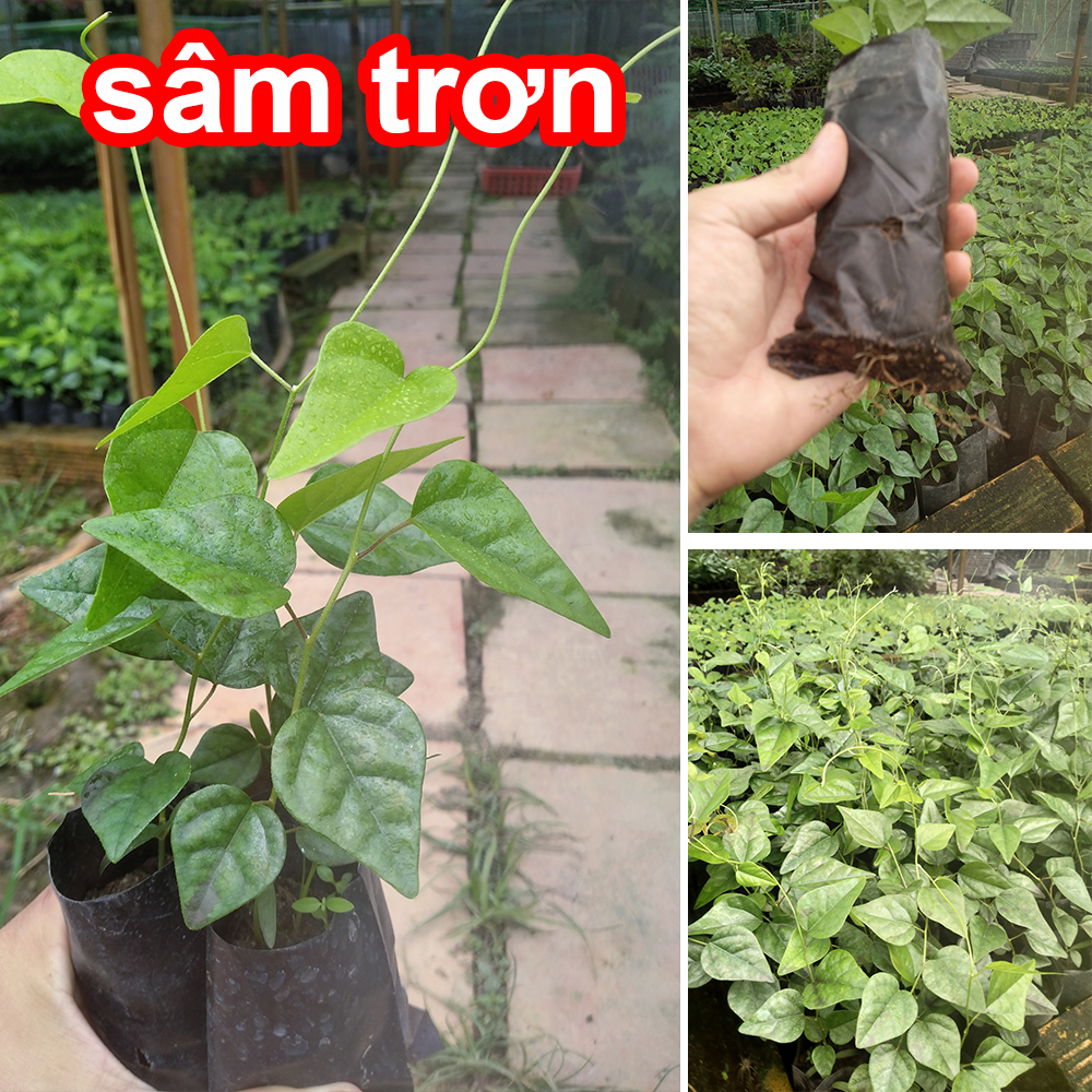 Cây giống Sương Sâm Trơn