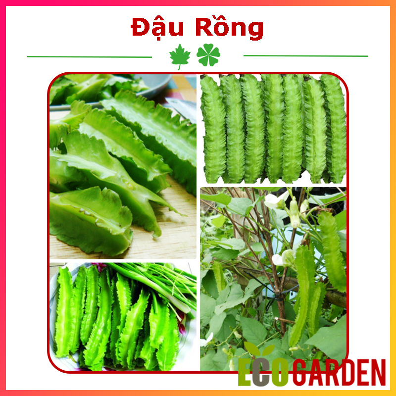 Hạt Giống Đậu Rồng (ECO.301)