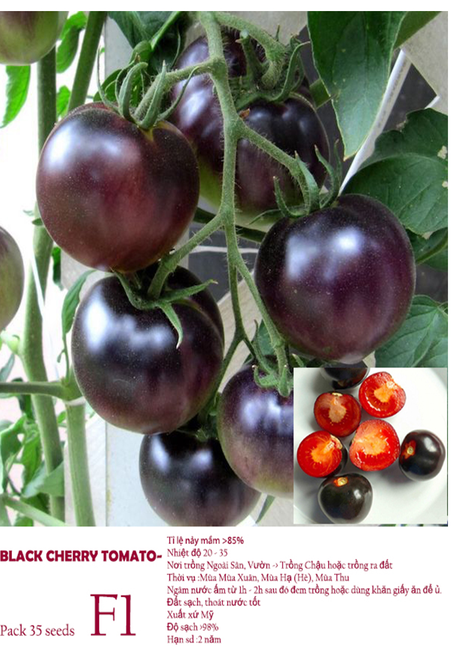 [HCM]Gói 35 hạt giống cà chua BI đen chịu nhiệt năng suất cao