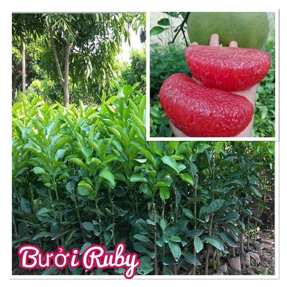 Cây giống bưởi ruby malaisia ruột đỏ .