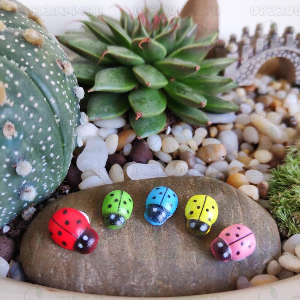 Bọ cánh cứng may mắn đủ màu Set 10 con - Trang trí tiểu cảnh Terrarium