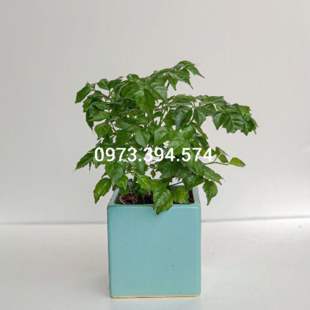 Cây hạnh phúc - cây mang hạnh phúc đầm ấm, cây để làm kiểng, để bàn, cây văn phòng, cây bày trước sảnh, hiên nhà