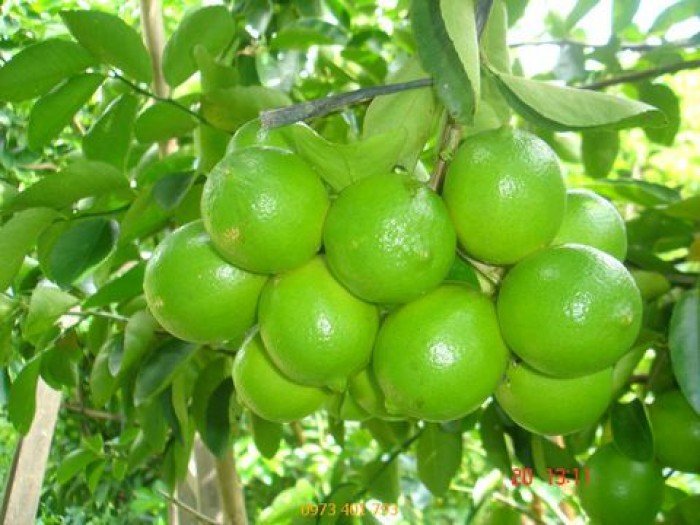 Chanh tứ quý Cay giong nong nghiep chanh tu quy f1 cây trồng chậy , sân vườn..