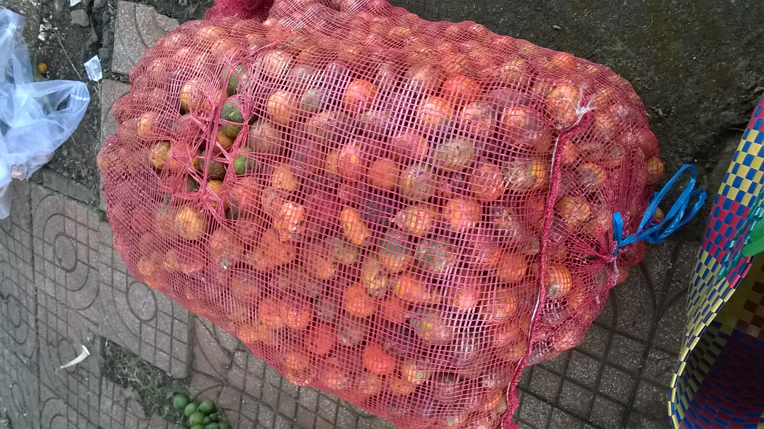 [ 1 kg ] hạt giống cây cau cao[ hạt tuyển với tỷ lệ nảy mầm cao ] [ cau quả tròn ]