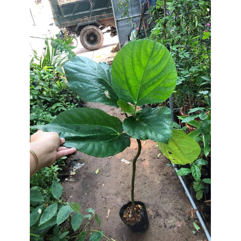 Cây giống vả mật huế 20-80cm