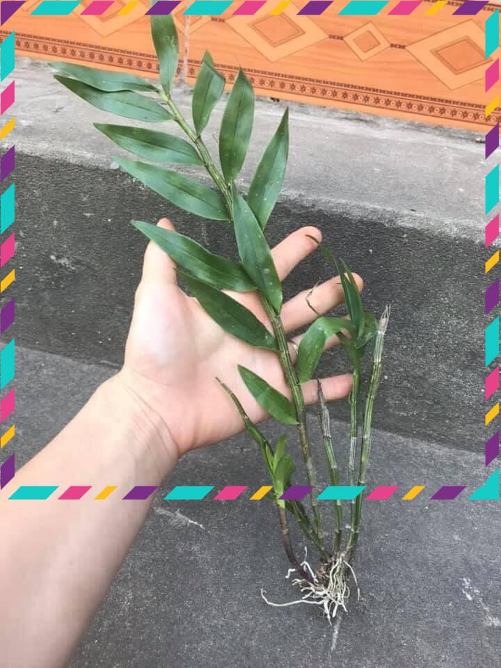 Hoa Lan hoàng thảo lụa