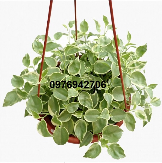 Trầu bà càng cua cẩm thạch Peperomia scandens-thanh lọc không khí