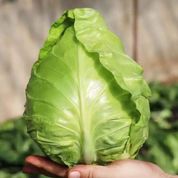 Hạt Giống Bắp Cải Trái Tim Chịu Nhiệt