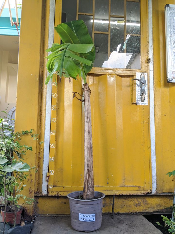 Cây Chuối Cau