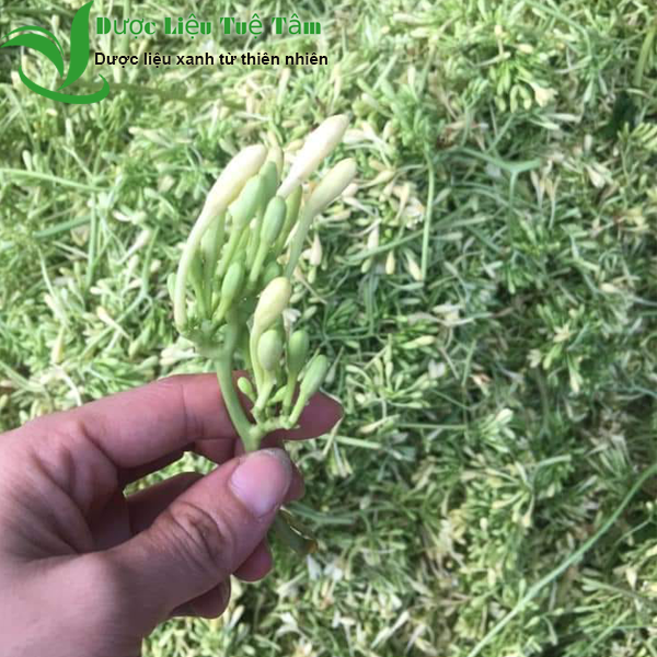 [khuyến mãi] 1kg Hoa đu đủ đực sấy khô | Đu đủ đực