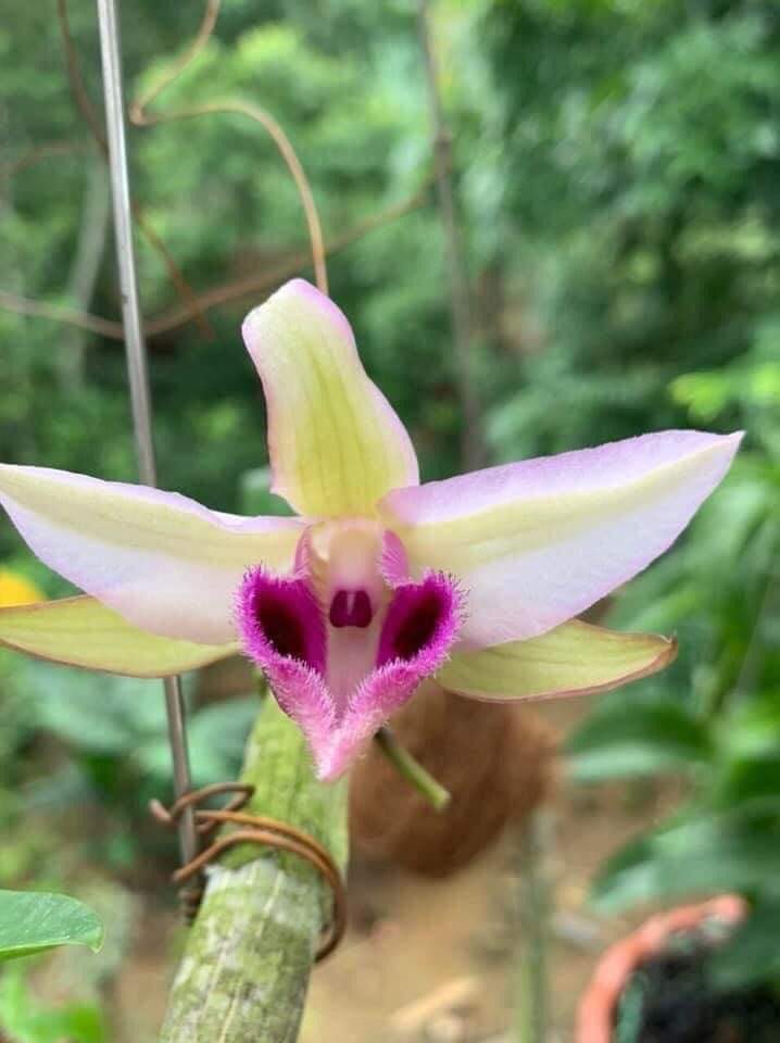 Phi điệp 5 cánh xanh phú thọ( ki ươm tự nhiên, cao 20cm, rễ khỏe)