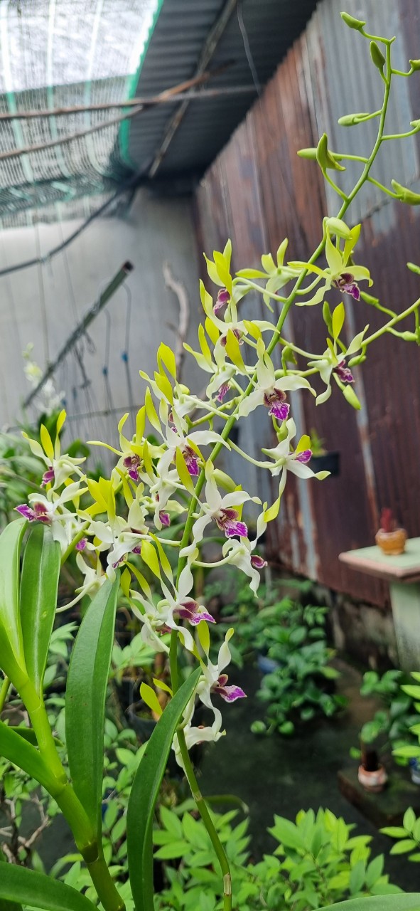 Hoa lan denro nắng uthai