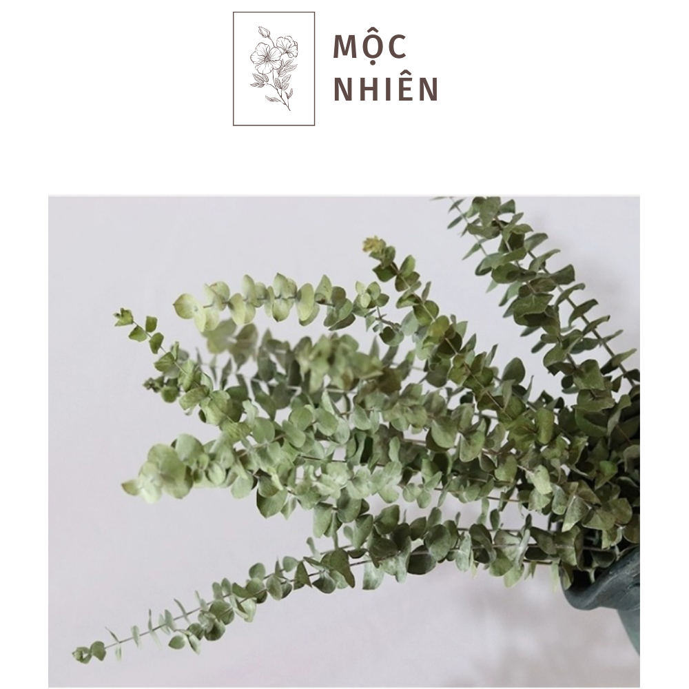 5 Cành Bạch Đàn Lá Tròn Khô - Khuynh Điệp Khô Trang Trí - Lá Táo Eucalyptus - Phụ Kiện Hoa Khô