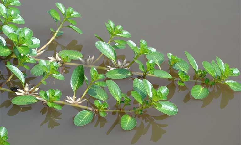 Cây rau dừa nước - Cây thủy sinh (1 bó 5 đến 10 nhánh)