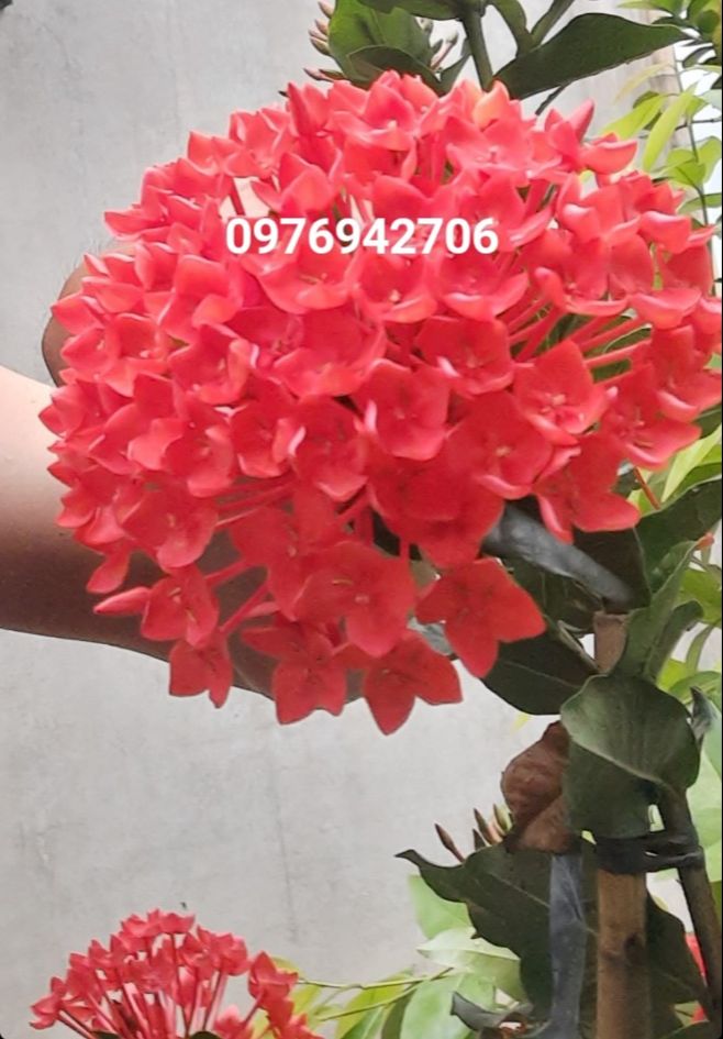 Cây hoa mẫu đơn bông trang phụng hoàng lửa