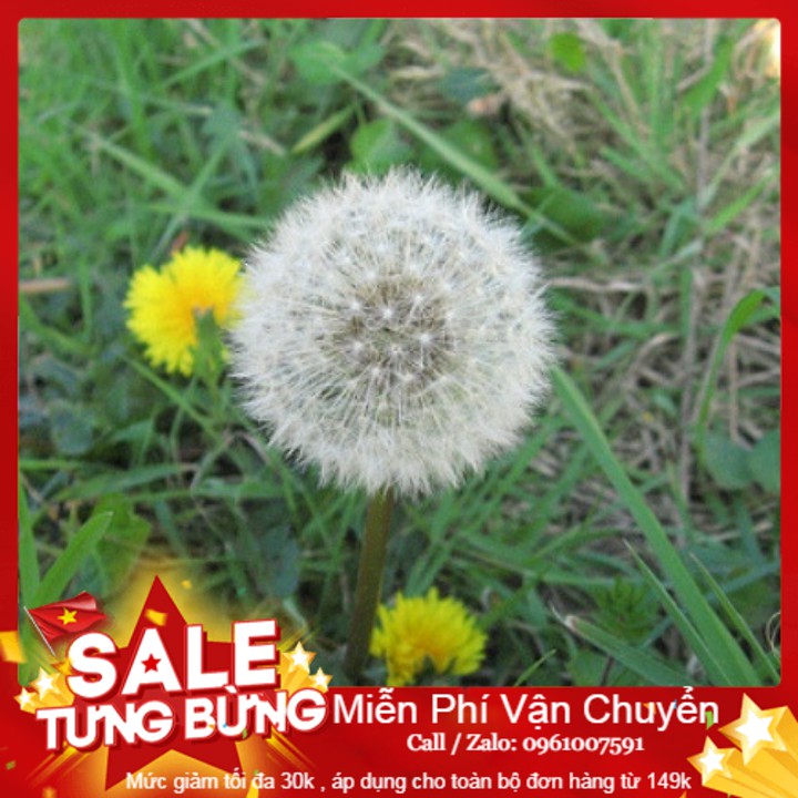Hạt giống hoa bồ công anh - 50 hạt
