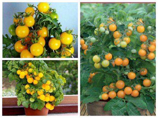 30 Hạt giống Cà chua bi cây cao quả tròn Vàng tặng kèm kích mầm