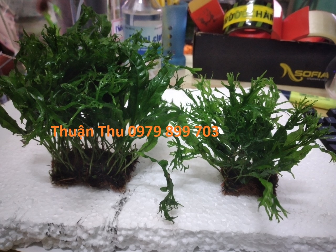 Dương Xỉ Sừng Hưu - cây thủy sinh - Cây bán cạn