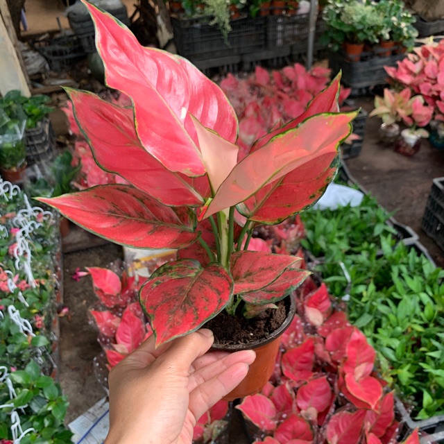 Cây vạn lộc , cây hồng lộc