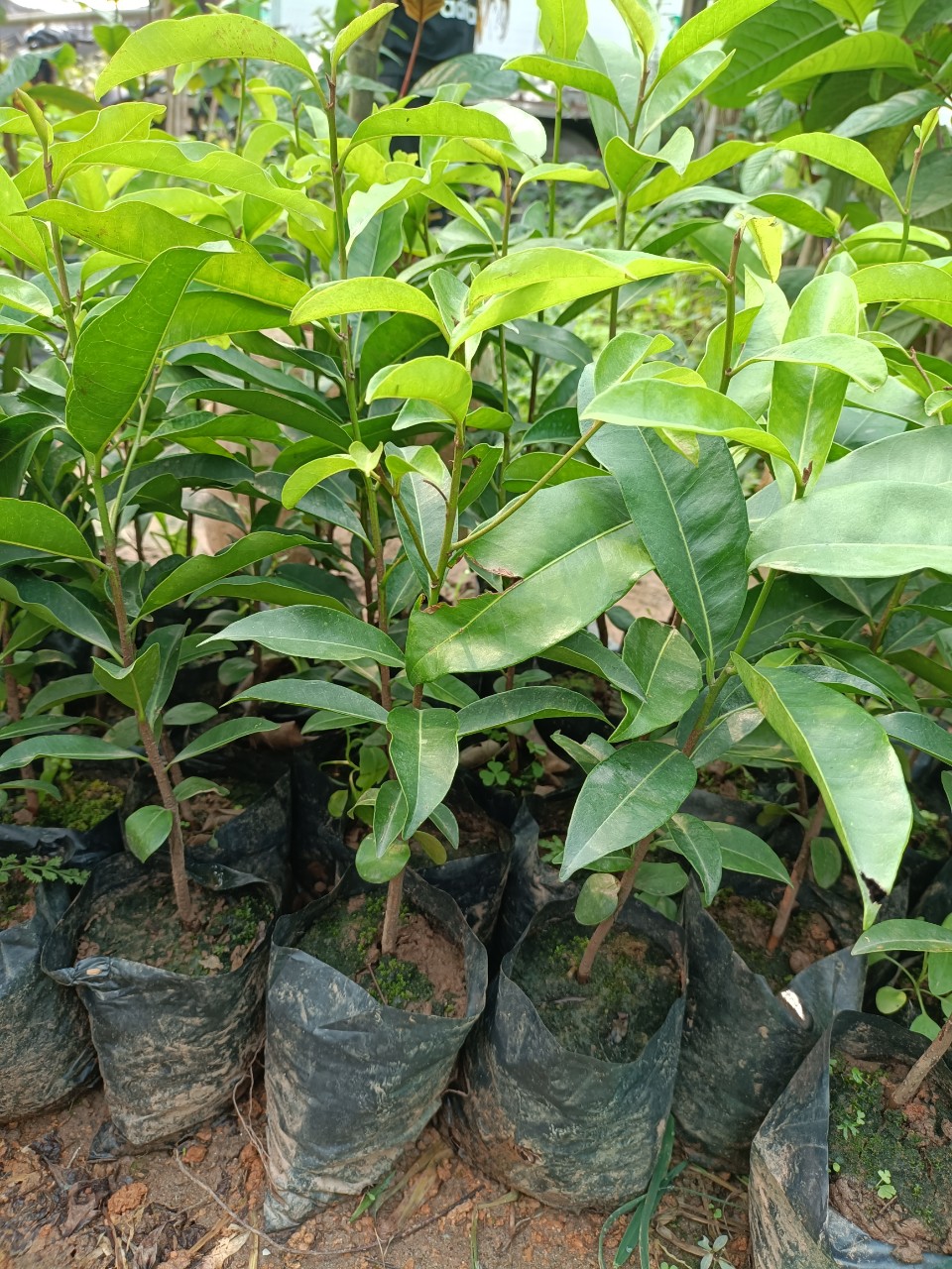 Cây giống sến xanh