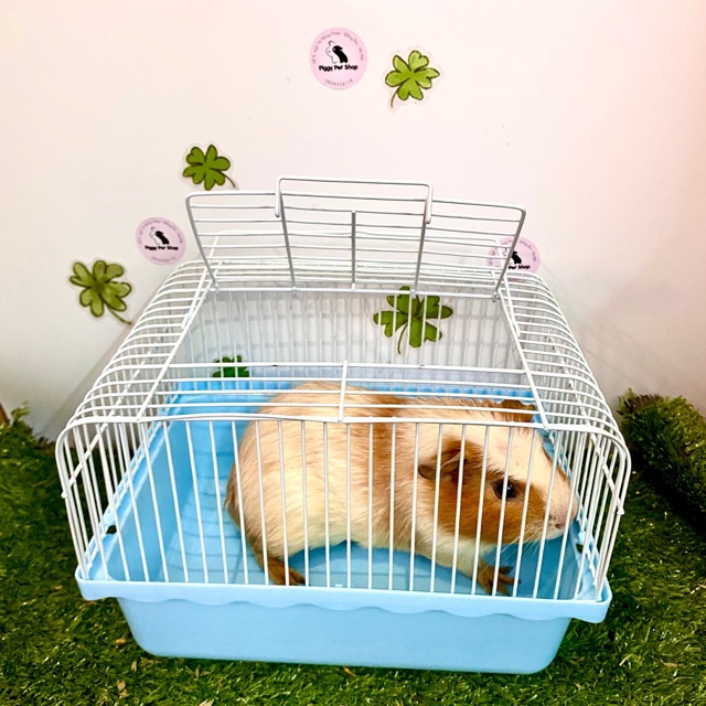 Lồng vận chuyển cho Guinea Pig, Hamster