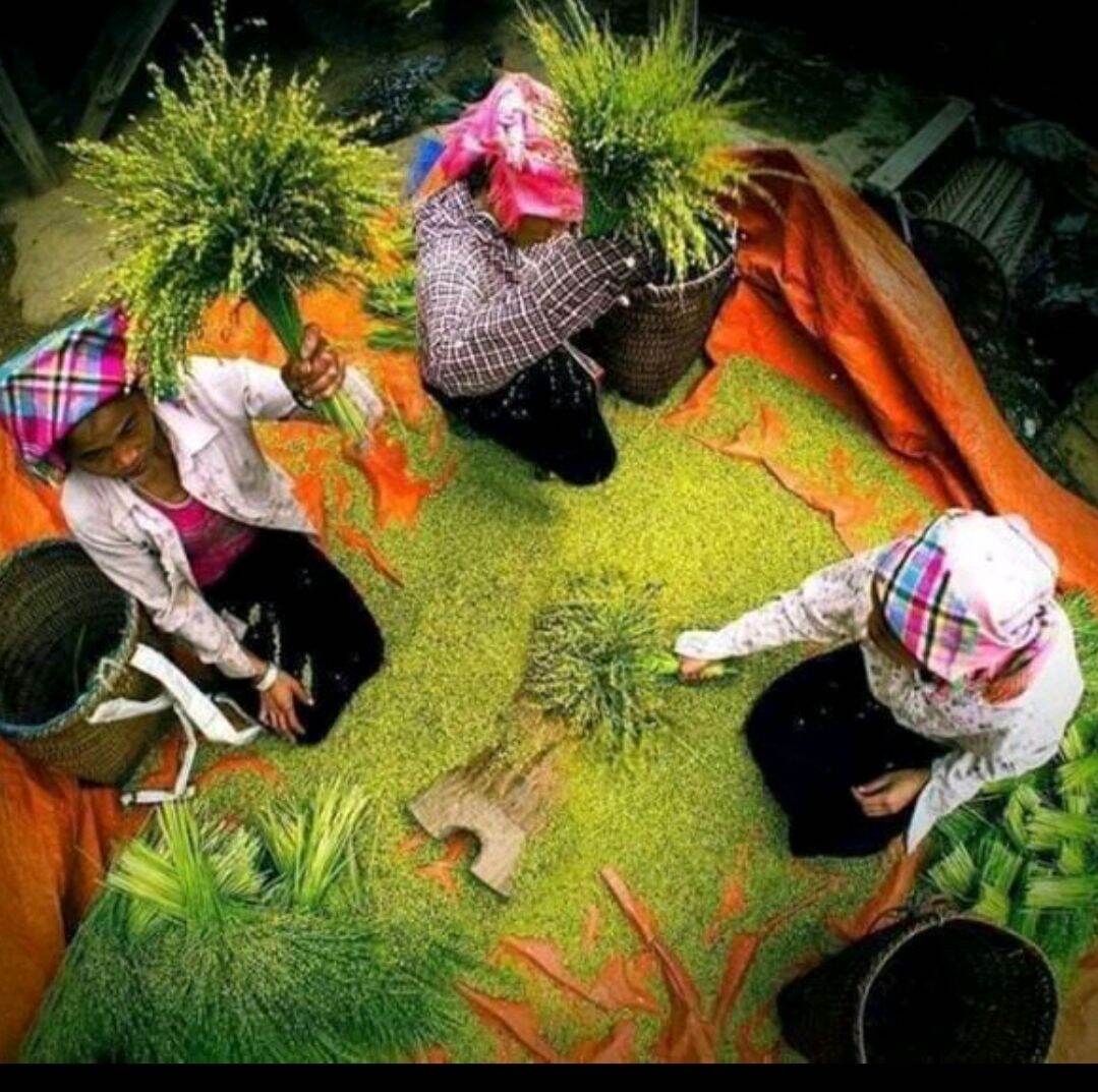 500 CỐM NON KHÔ DẺO THƠM NGON ĐẶC SẢN LÀNG VÒNG TỰ NHIÊN KHÔNG PHẨM MÀU