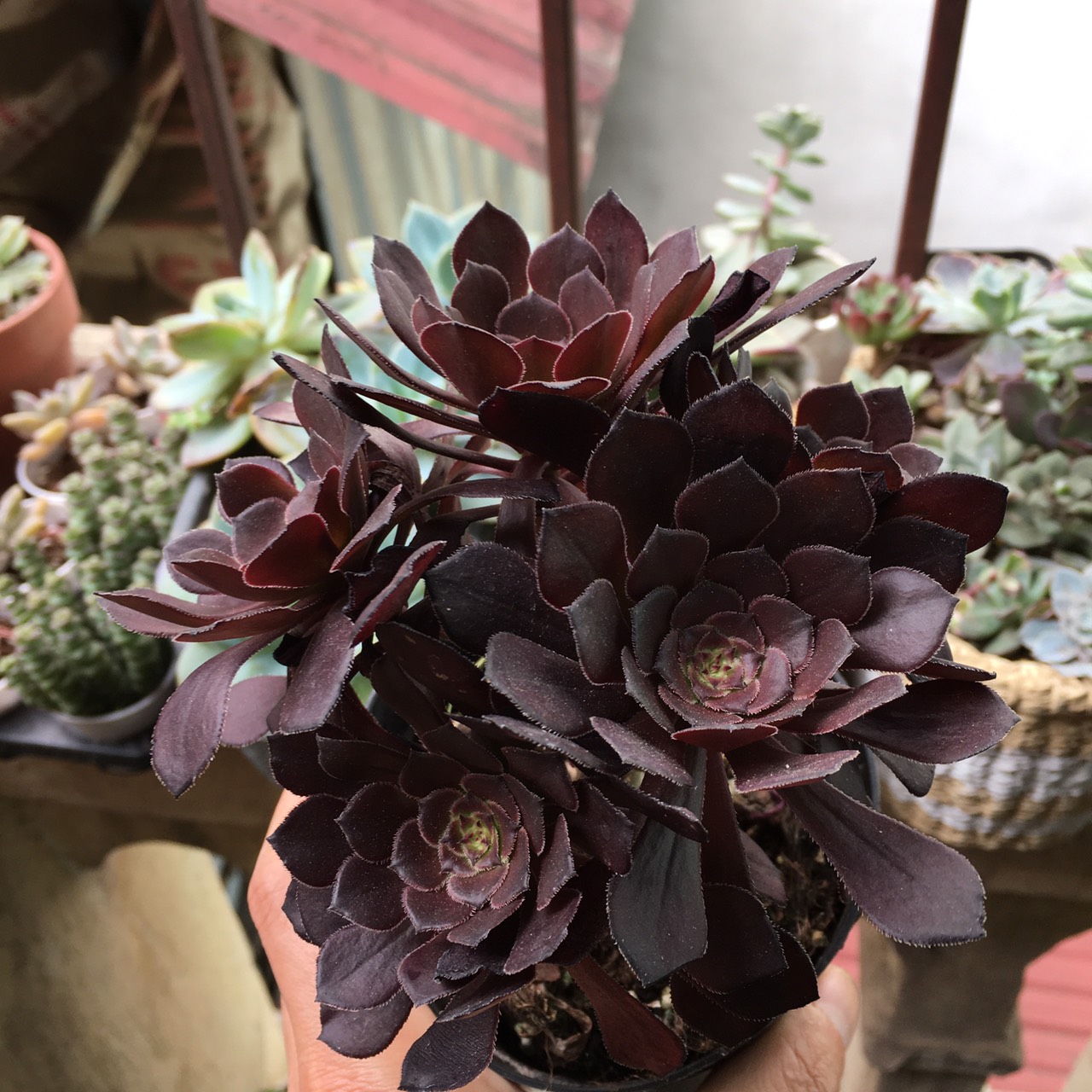 (HCM)-Sen đá AOE tím chậu đại- sen đá đông phước- cây phong thuỷ- cây nội thất văn phòng