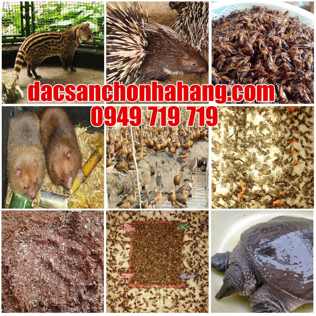 [HCM]Giống Dế Mèn