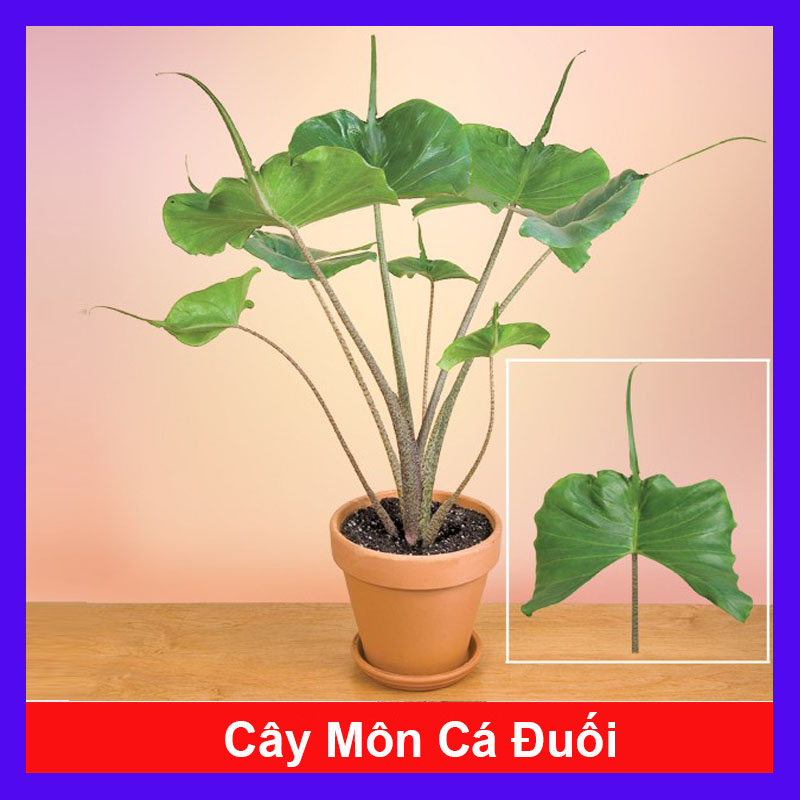 Cây môn cá đuối - Alocasia Stingray - Cây cảnh mini