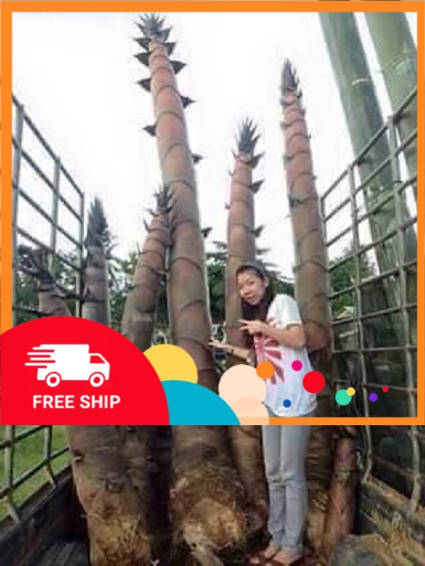 Cây TRE KHỔNG LỒ THÁI LAN