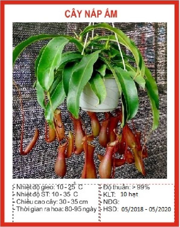 Hạt giống cây bắt mồi nắp ấm - gói 10 hạt