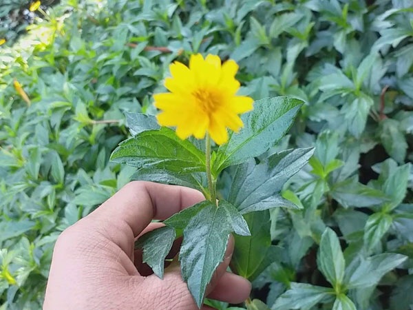1 kg sài đất khô