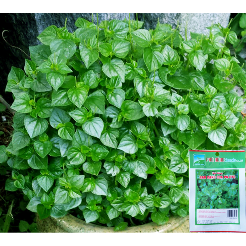 Hạt Giống Rau Càng Cua Phú Nông - Dễ Trồng, To, Sinh trưởng khỏe, Kháng bệnh tốt S Garden