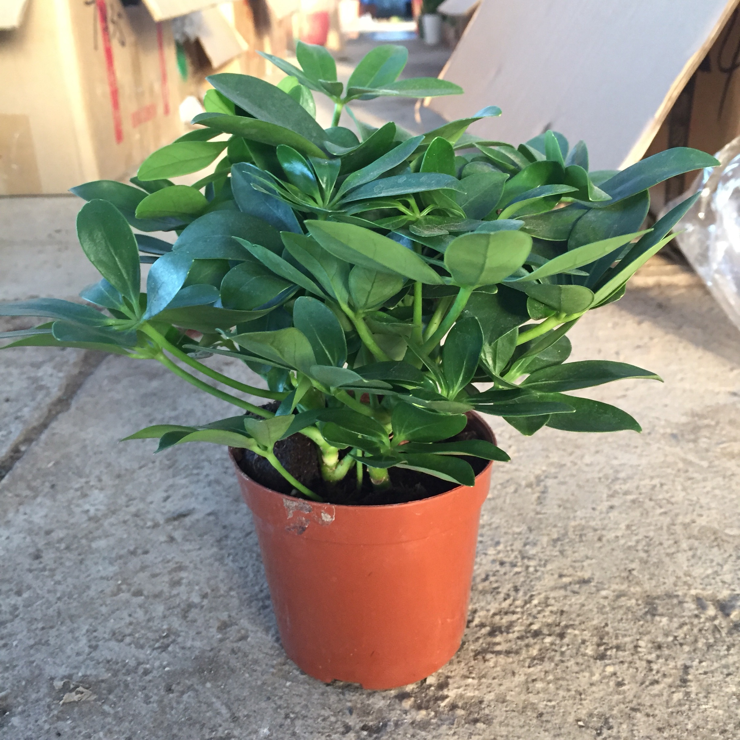 CÂY NGŨ GIA BÌ LÁ CÓ MÙI THƠM TRỒNG CHẬU NHỰA, Đường Kính 20cm Thích Hợp Làm Cây Để Bàn