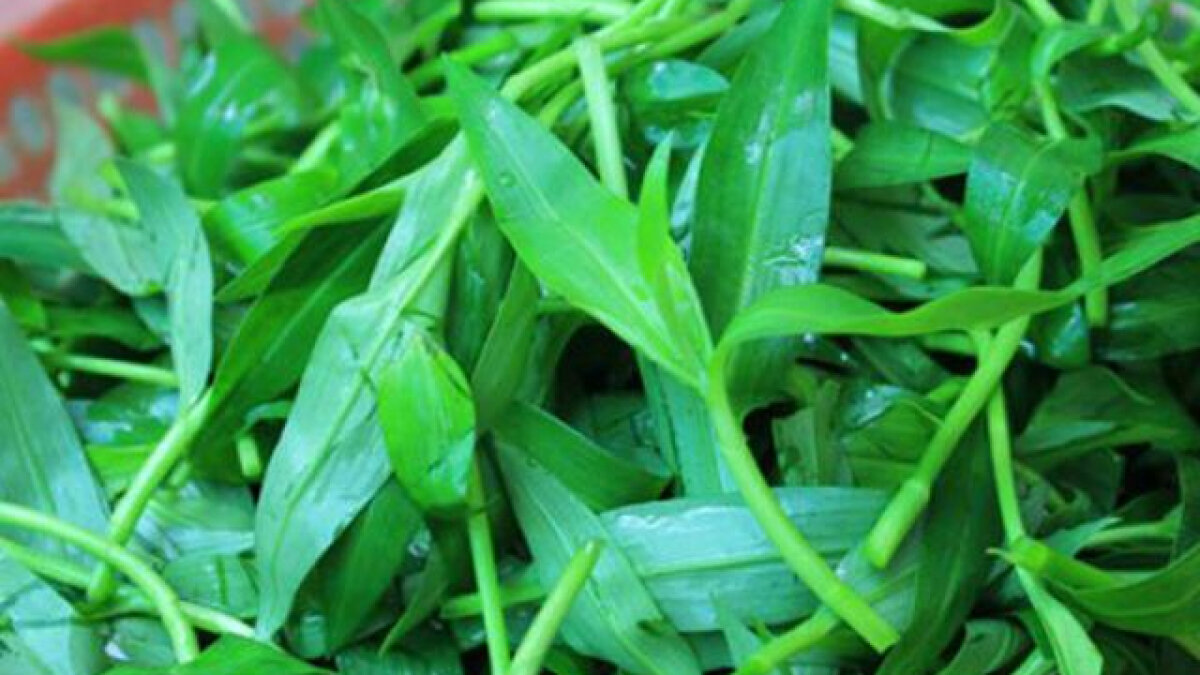 [Chỉ giao miền Nam 1-2 ngày tới] 0.5 kg đọt Rau Trai tươi, đóng gói hút ẩm, đảm bảo tươi nguyên