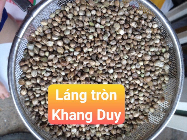 hạt láng tròn - láng bồ câu - láng gà -1kg