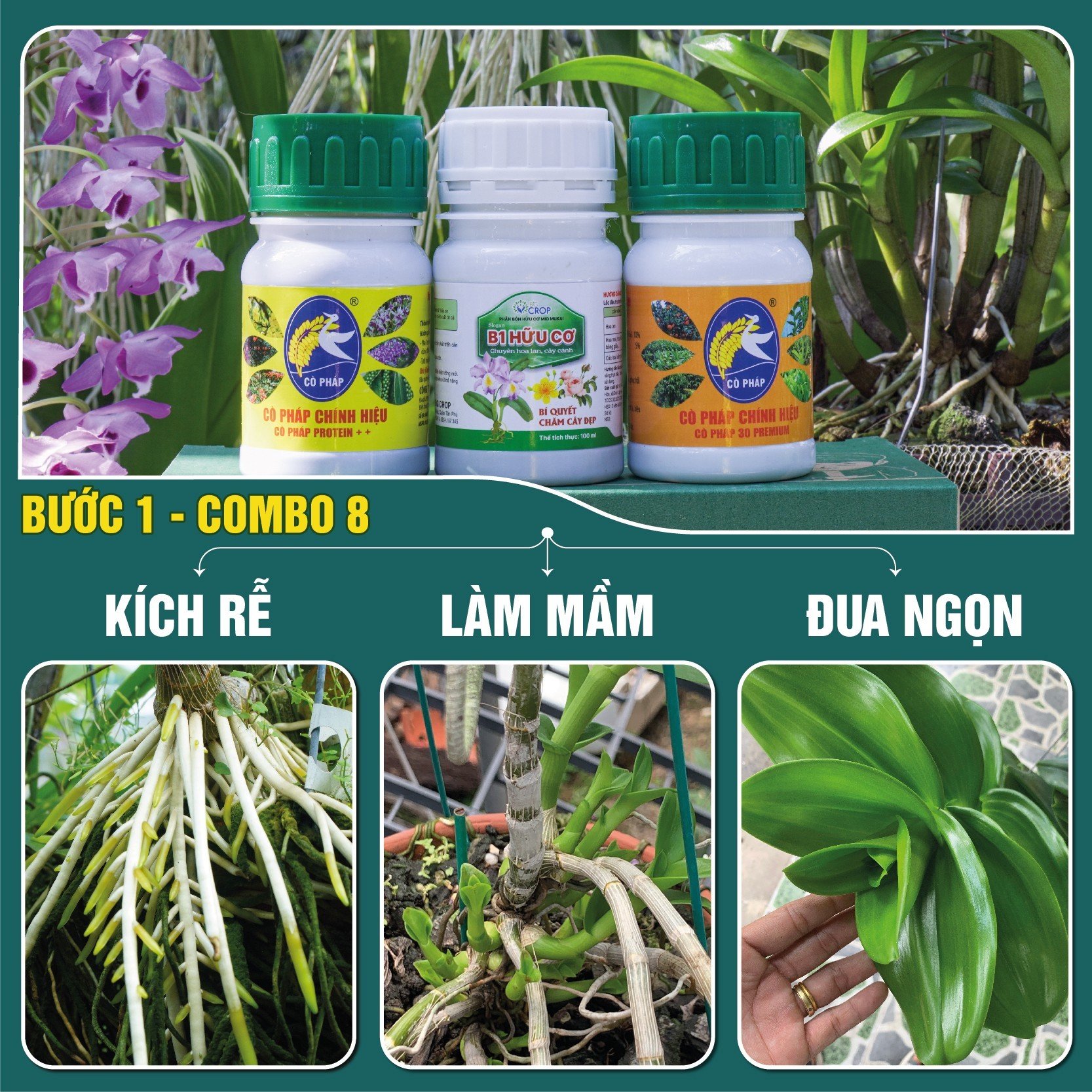 Bước 1 combo8 100 - phân bón kích rễ, mầm, phục hồi cây yếu, phát triển thân lá trên hoa cảnh