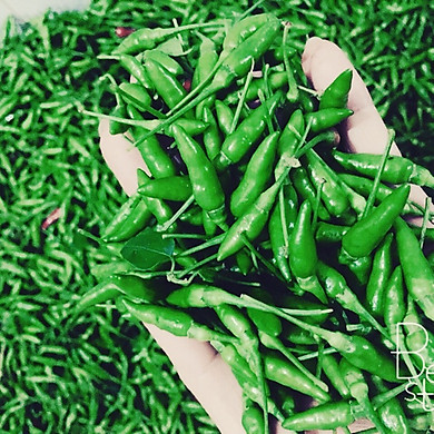 Hạt Giống Ớt Xiêm (0,1gram)