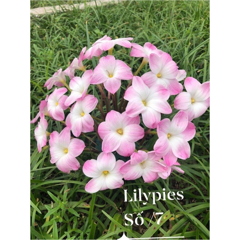 Củ huệ mưa ngoại Lily pies chuẩn mặt hoa
