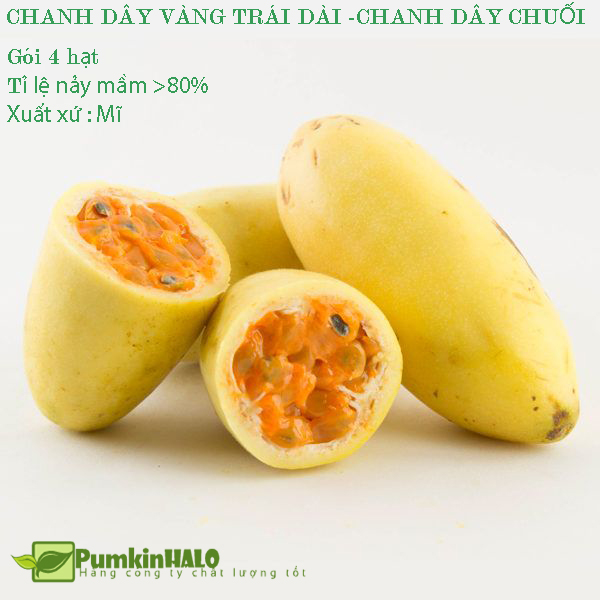 [HCM]Hạt giống chanh dây trái dài vỏ vàng -chanh dây chuối Nam Mỹ -gói 4 hạt