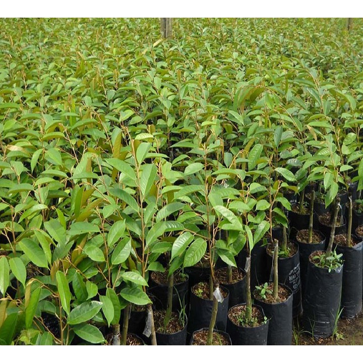 Cây giống sầu riêng thái