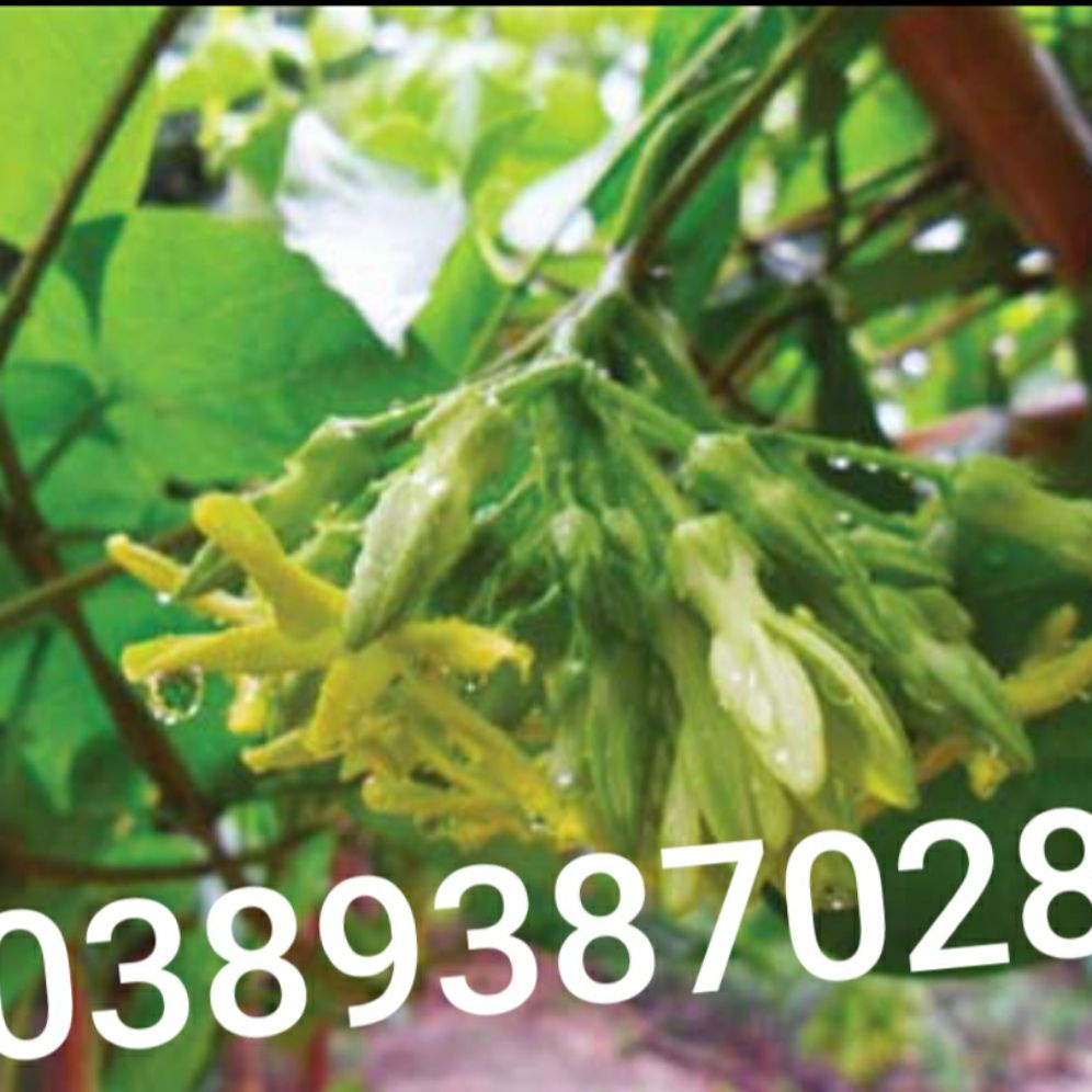 Lá cây thiên lý,200g