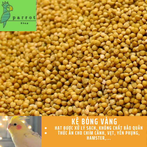 1kg Hạt kê bóng vàng, thức ăn cho chim cảnh, Yến Phụng, Vẹt, cu gáy, Hamster, sóc và các dòng chim sẻ